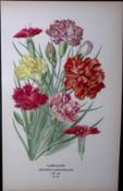 Carnation Edward Step Rare Antique Botanical Book Plate-36