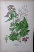 Honesty Flower Edward Step Rare Antique Botanical Book Plate-26