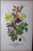Columbines Edward Step Rare Antique Botanical Book Plate-9