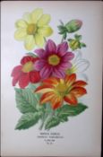 Single Dahlia Edward Step Rare Antique Botanical Book Plate-141