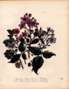 Rare 165-Yr-Old Antique Wildflower Gilt-Edged Illustration Jane Webb Loudon-32.