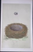 Rev Morris Yellow Hammer Bird Nest & Egg Antique Woodblock Engraving-22