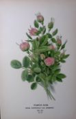 Pompon Rose Edward Step Rare Antique Botanical Book Plate-78