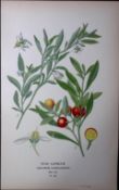 Star Capsicum Flower Edward Step Rare Antique Botanical Book Plate-198