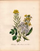 Rare 165-Yr-Old Antique Wildflower Gilt-Edged Illustration Jane Webb Loudon -12-A