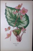 Begonia Rex Edward Step Rare Antique Botanical Book Plate-112