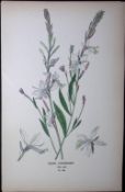 Gaura Lindheimeri Edward Step Rare Antique Botanical Book Plate-108