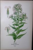 Rocket Flower Edward Step Rare Antique Botanical Book Plate-28