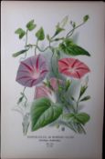 Morning Glory Flower Edward Step Rare Antique Botanical Book Plate-195