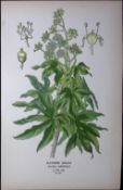 Japanese Aralia Edward Step Rare Antique Botanical Book Plate-121