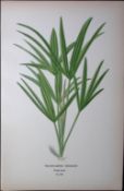 Chinese Windmill Palm Edward Step Rare Antique Botanical Book Plate-290