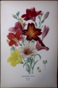 Painted Tongue Flower Edward Step Rare Antique Botanical Book Plate-202