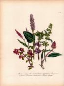 Rare 165-Yr-Old Antique Wildflower Gilt-Edged Illustration Jane Webb Loudon-52.