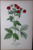 Silvery Cinquefoil Rose Edward Step Rare Antique Botanical Book Plate-85
