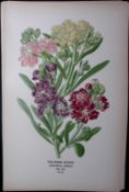 Ten -Week Stock Edward Step Rare Antique Botanical Book Plate-22