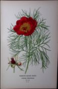 Narrow-Leaved Peony Edward Step Rare Antique Botanical Book Plate-15