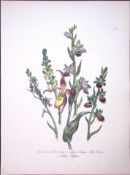 Rare 165-Yr-Old Antique Wildflower Gilt-Edged Illustration Jane Webb Loudon-57-A
