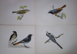 Job-Lot Rev Morris History of British Birds 130 Yrs-Old Antique Engravings-19