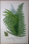 Prickly Shield-Fern Edward Step Rare Antique Botanical Book Plate-304