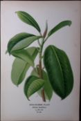 Cindia-Rubber Plant Edward Step Rare Antique Botanical Book Plate-234