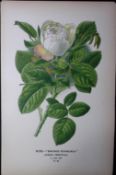 Baroness Rothchild's Rose Edward Step Rare Antique Botanical Book Plate-83