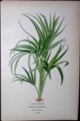 Curly Palm Tree Edward Step Rare Antique Botanical Book Plate-288