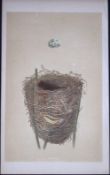 Rev Morris Reed Warbler Bird Nest & Egg Antique Woodblock Engraving-70