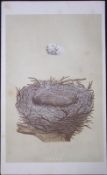 Rev Morris Hawfinch Bird Nest & Egg Antique Woodblock Engraving-3