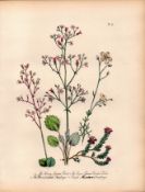 Rare 165-Yr-Old Antique Wildflower Gilt-Edged Illustration Jane Webb Loudon-23.