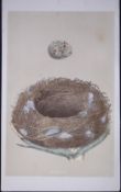 Rev Morris Missel Thrush Bird Nest & Egg Antique Woodblock Engraving-25