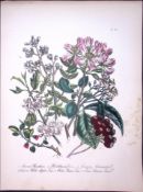 Rare 165-Yr-Old Antique Wildflower Gilt-Edged Illustration Jane Webb Loudon-35-A
