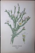 Broom Cup Flower Edward Step Rare Antique Botanical Book Plate-201