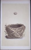 Rev Morris Savi's Warbler Bird Nest & Egg Antique Woodblock Engraving-69