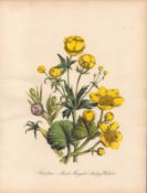 Rare 165-Yr-Old Antique Wildflower Gilt-Edged Illustration Jane Webb Loudon -3.