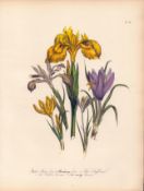 Rare 165-Yr-Old Antique Wildflower Gilt-Edged Illustration Jane Webb Loudon-54.