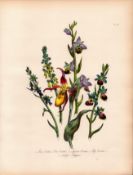 Rare 165-Yr-Old Antique Wildflower Gilt-Edged Illustration Jane Webb Loudon-57.