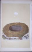 Rev Morris Blackstart Bird Nest & Egg Antique Woodblock Engraving-56