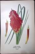 Red Hot Poker Edward Step Rare Antique Botanical Book Plate-269