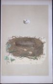 Rev Morris Orphean Warbler Bird Nest & Egg Antique Woodblock Engraving-78