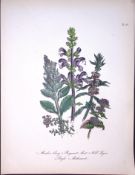 Rare 165-Yr-Old Antique Wildflower Gilt-Edged Illustration Jane Webb Loudon-50.