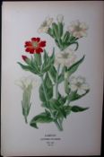 Campion Flower Edward Step Rare Antique Botanical Book Plate-41