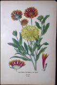 Indian Blanket Edward Step Rare Antique Botanical Book Plate-145