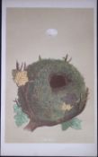 Rev Morris Wren Bird Nest & Egg Antique Woodblock Engraving-71