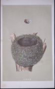 Rev Morris Chaffinch Bird Nest & Egg Antique Woodblock Engraving-24