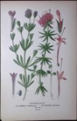 Crossworts Edward Step Rare Antique Botanical Book Plate-123