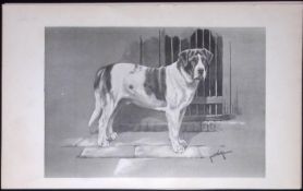 St Bernard Smooth Coated Antique Book Plate Rawdon Lee Modern Dog 1894-3