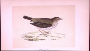 Meadow Pipit Bird- Rev Morris First Edition Antique Woodblock Engraving-138