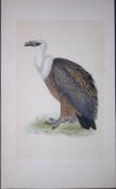 Griffin Vulture Bird- Rev Morris First Edition Antique Woodblock Engraving-1
