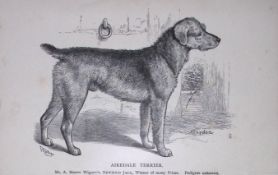 Airedale Terrier British Dogs by Hugh Dalziel 1889 Antique Book Plate-65