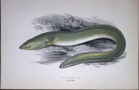Sharp Nosed Eel Fish Scarce Antique 1877 J. Couch Woodblock Engraving-144